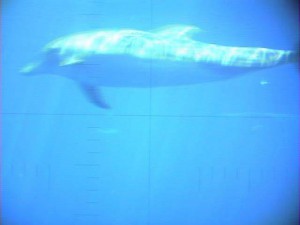 SSN Dolphin